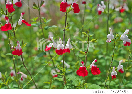 白と赤の小さなチェリーセージの花の写真素材