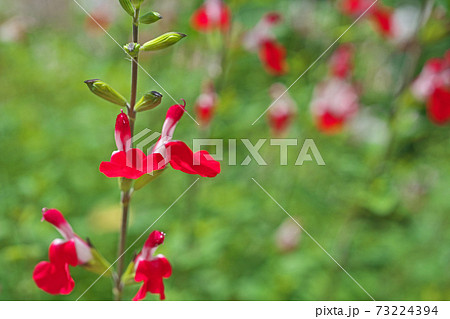 白と赤の小さなチェリーセージの花の写真素材 白と赤の小さなチェリーセージの花の写真素材