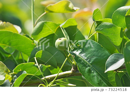 春のまだ小さなナシの実 73224518