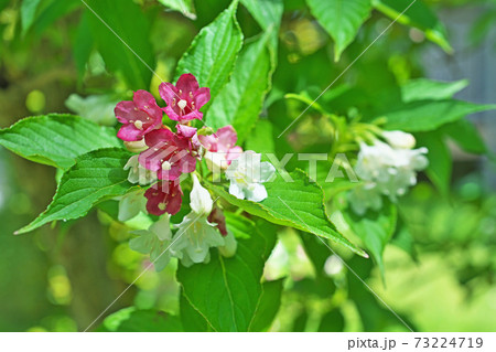 ハコネウツギの花 ハコネウツギの花 73224719