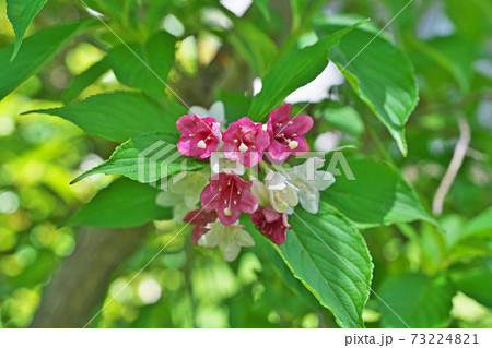 ハコネウツギの花 73224821