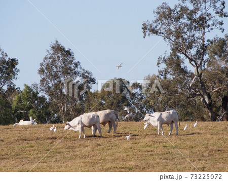 オーストラリアの牧場 73225072