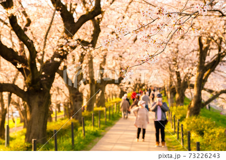 権現堂桜堤（夕景） 73226243