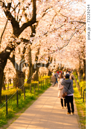 権現堂桜堤(夕景) 権現堂桜堤(夕景) 73226244