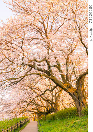 権現堂桜堤（夕景） 73226280