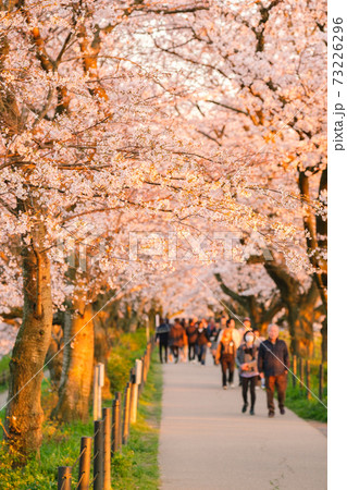 権現堂桜堤(夕景) 権現堂桜堤(夕景) 73226296