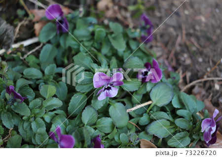 冬の花壇に咲くビオラの花 冬の花壇に咲くビオラの花 73226720