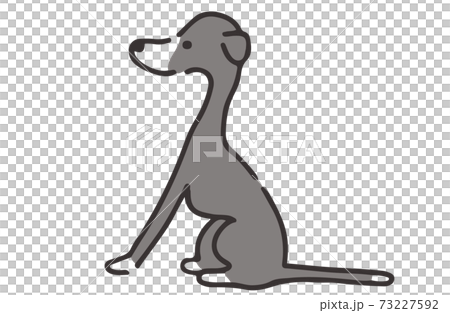 横向きでおすわりをしているイタリアングレーハウンドのイラスト素材