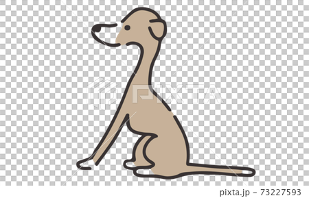 意大利靈緹犬側身坐 73227593