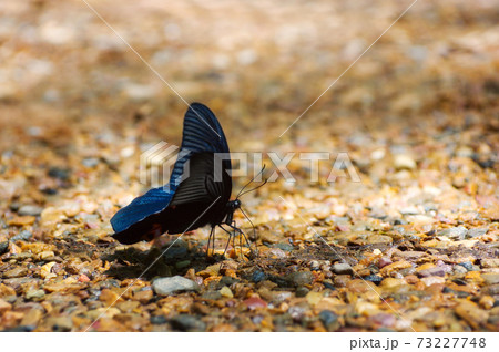 Black butterfly Black butterfly 73227748