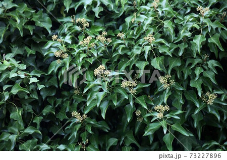 日陰で開花を待つ、キヅタの花 日陰で開花を待つ、キヅタの花 73227896