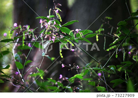 山野草　ヌスビトハギの花と実 73227909