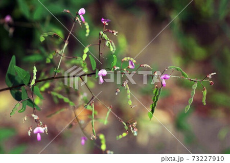 山野草　ヌスビトハギの花と実 73227910