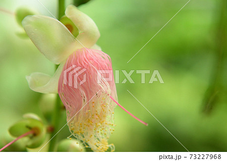 ピンクと白のグラデーションの細い糸のような植物 ピンクと白のグラデーションの細い糸のような植物 73227968