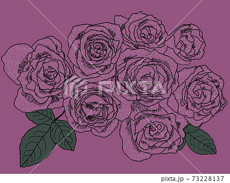 バラの花赤紫背景のイラスト素材