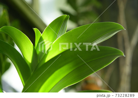 熱帯に生えている大きな葉をもった生命力を感じる植物 熱帯に生えている大きな葉をもった生命力を感じる植物 73228289