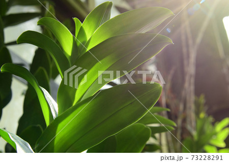 熱帯に生えている大きな葉をもった生命力を感じる植物 熱帯に生えている大きな葉をもった生命力を感じる植物 73228291