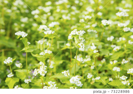 国営ひたち海浜公園　そばの花畑 73228986