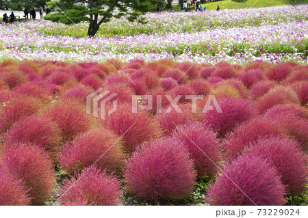 国営ひたち海浜公園　みはらしの丘　コキアの紅葉とコスモスの花畑 73229024
