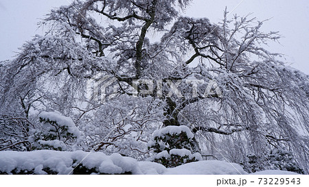 冬の坂本　雪の薬樹院　太閤桜 73229543