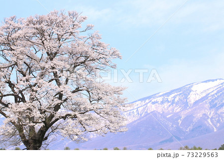 山と1本桜1 山と1本桜1 73229563