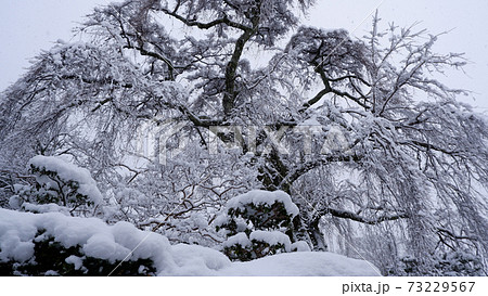 冬の坂本 雪の薬樹院 太閤桜 冬の坂本 雪の薬樹院 太閤桜 73229567
