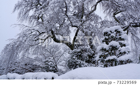 冬の坂本　雪の薬樹院　太閤桜 73229569