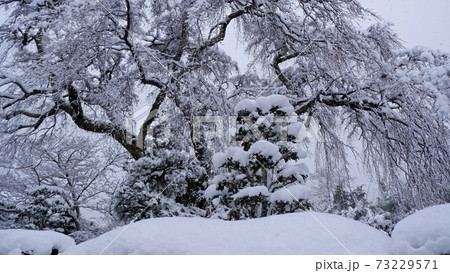 冬の坂本　雪の薬樹院　太閤桜 73229571