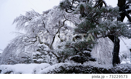 冬の坂本 雪の薬樹院 太閤桜 冬の坂本 雪の薬樹院 太閤桜 73229573