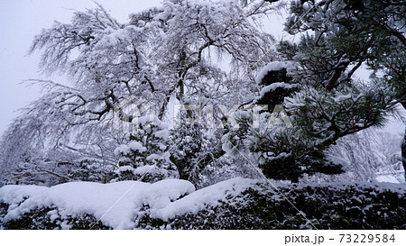 冬の坂本　雪の薬樹院　太閤桜 73229584