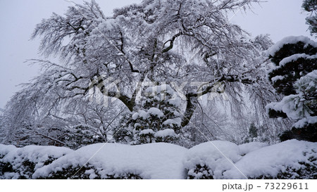 冬の坂本 雪の薬樹院 太閤桜 冬の坂本 雪の薬樹院 太閤桜 73229611
