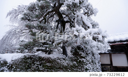 冬の坂本 雪の薬樹院 太閤桜 冬の坂本 雪の薬樹院 太閤桜 73229612
