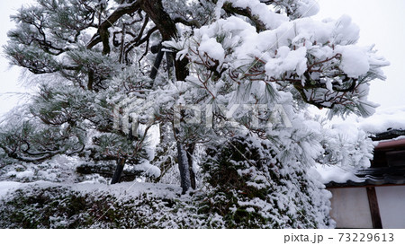 冬の坂本　雪の薬樹院　太閤桜 73229613