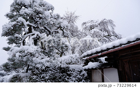 冬の坂本　雪の薬樹院　太閤桜 73229614