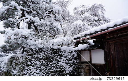 冬の坂本　雪の薬樹院　太閤桜 73229615