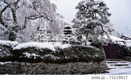 冬の坂本　雪の薬樹院　太閤桜 73229617
