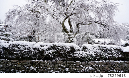 冬の坂本 雪の薬樹院 太閤桜 冬の坂本 雪の薬樹院 太閤桜 73229618