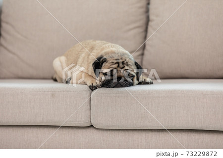 Cute dog pug breed sleep on sofa at home 73229872