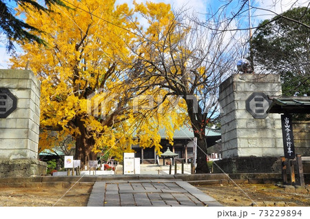 神奈川県藤沢市 遊行寺参道(いろは坂)からの黄金色大イチョウと本堂 神奈川県藤沢市 遊行寺参道(いろは坂)からの黄金色大イチョウと本堂 73229894