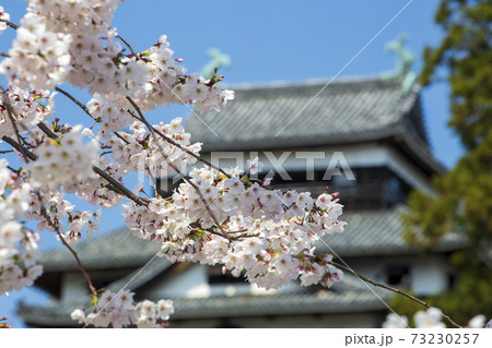 島根県松江城の青空に映える天守閣と桜 73230257