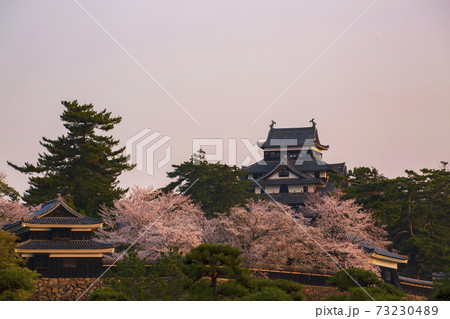 島根県松江城朝日を浴びた天守閣と桜 73230489