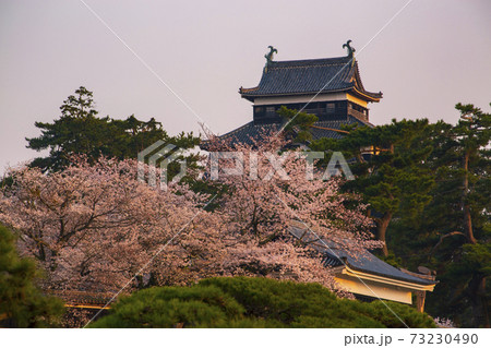 島根県松江城朝日を浴びた天守閣と桜 73230490