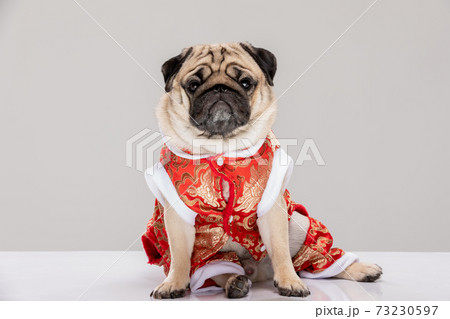 Happy dog pug breed in Chinese New Year costume for Happy and lucky year 73230597