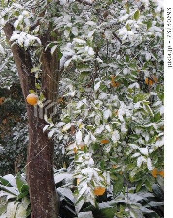 雪をかぶった夏みかん 73230693