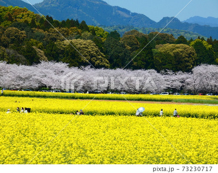 菜の花 73230717