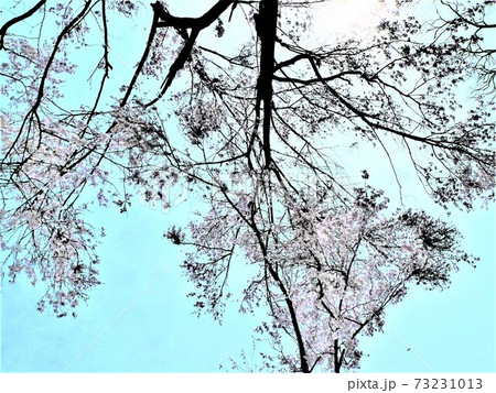 リリカルなパステルピンクの桜の花びらが水色の空に透ける風景の写真素材