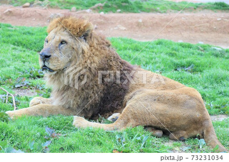 百獣の王ライオンの横顔の写真素材