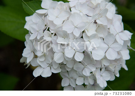 白いアジサイの花 73231080