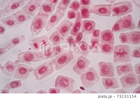 Cell Division and Cell Cycle under the microscope. Cell Division and Cell Cycle under the microscope. 73231154