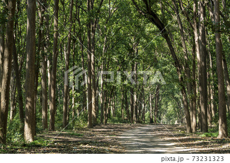Scenic road with canopy of tall and long sal trees at dhikala jim corbett national park or tiger reserve uttarakand india - Shorea robusta Scenic road with canopy of tall and long sal trees at dhikala jim corbett national park or tiger reserve uttarakand india - Shorea robusta 73231323